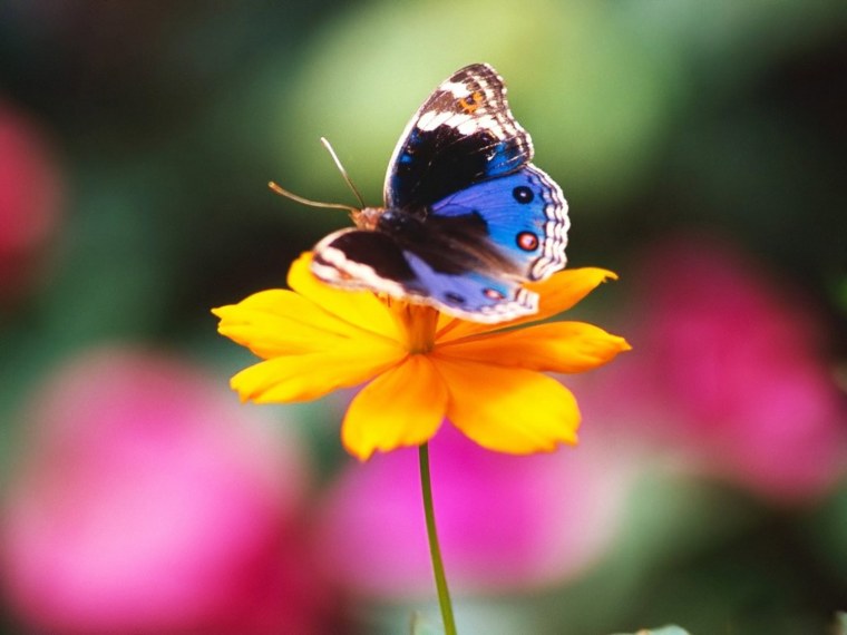 Красивые фото на аватарку природа бабочки