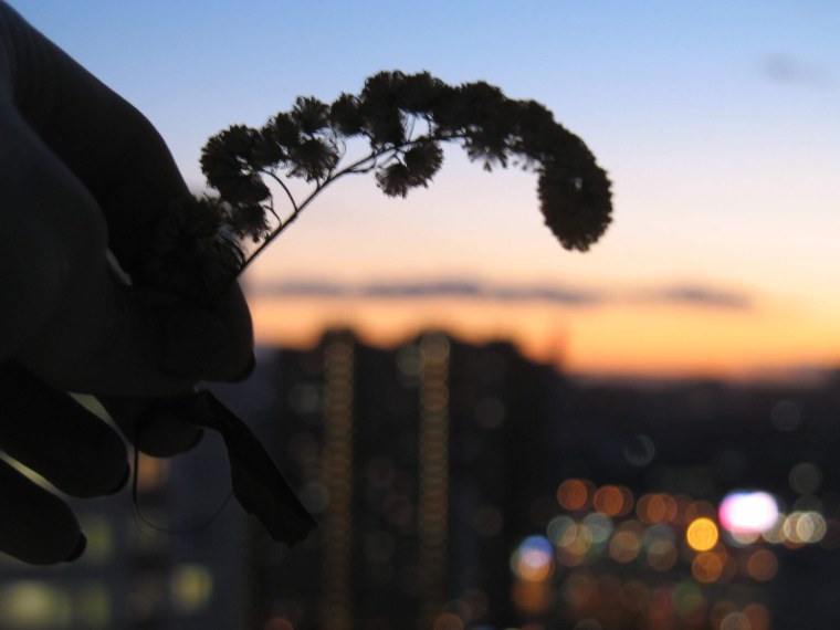 Сирень в руках