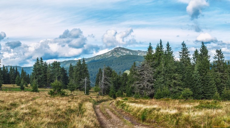 Лес горы Урал