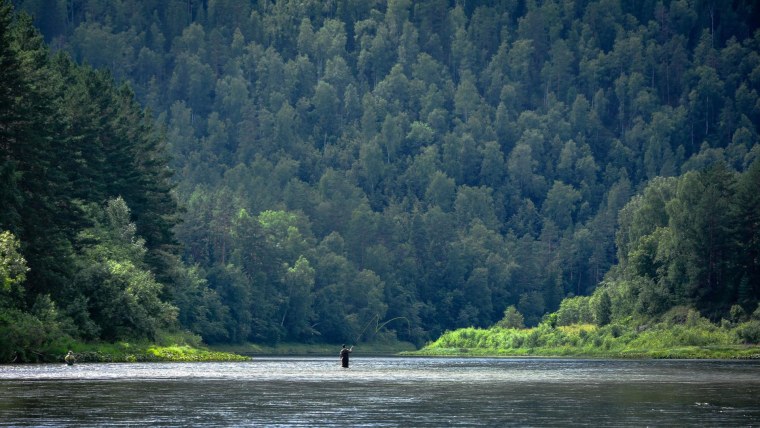 Лес река Енисей