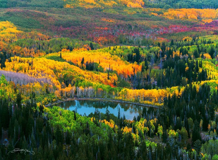 Смешанные леса и широколиственные леса России