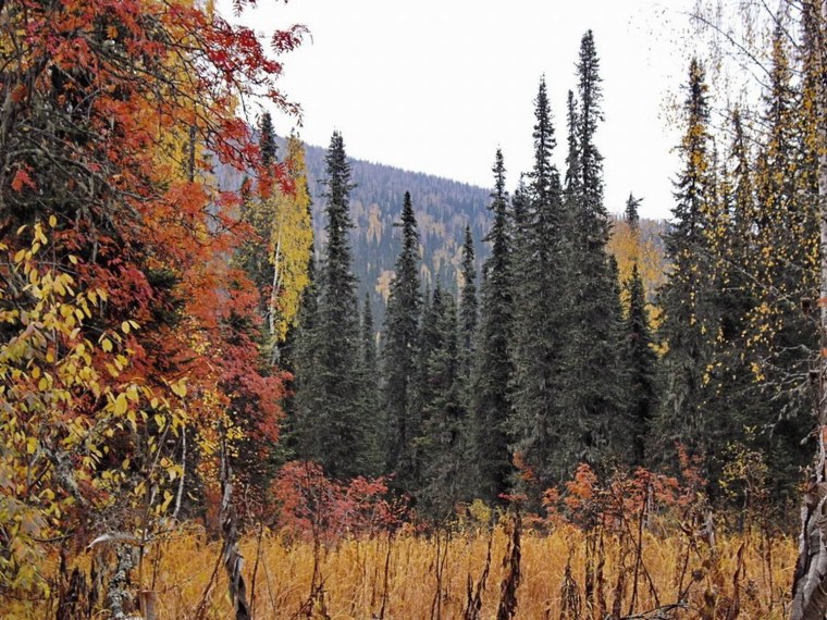 Черневая Тайга Кузбасса