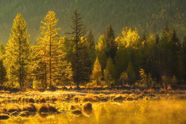 Жёлтая Тайга