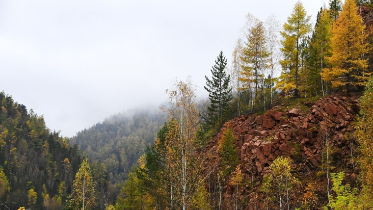 Восточно Сибирская Тайга
