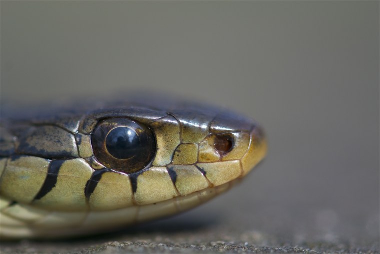 Глаза гадюки