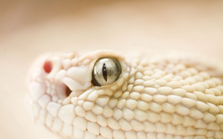 Рогатая гадюка альбинос