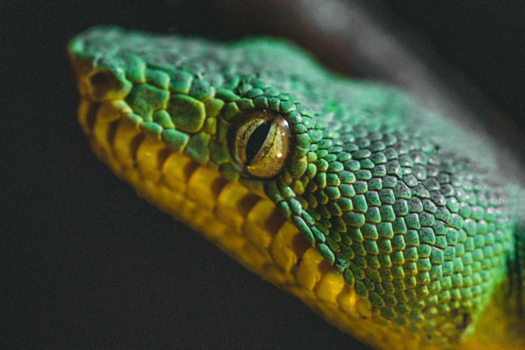 Зрение змей