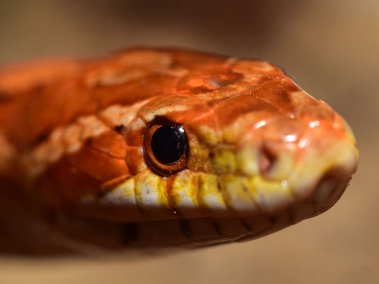 Зеленые глаза змеи