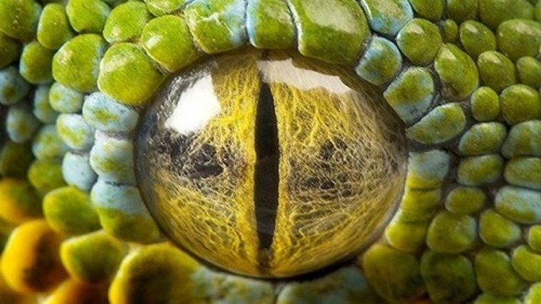 Зрачок змеи