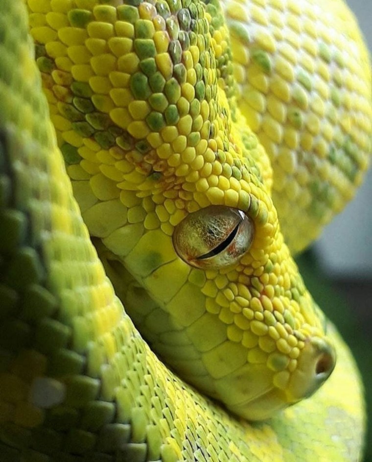 Глаза змеи Snake Eyes 1998