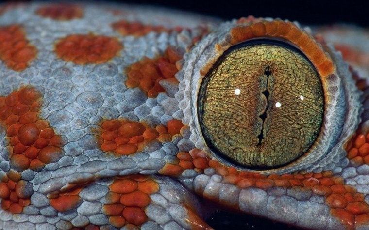 Глаз рептилии