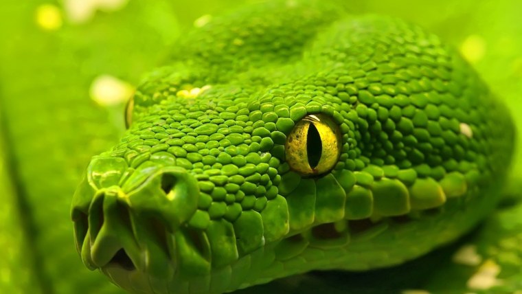 Собакоголовый удав