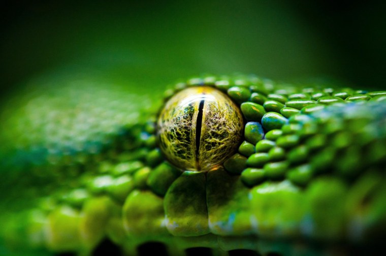 Глаза змеи Snake Eyes