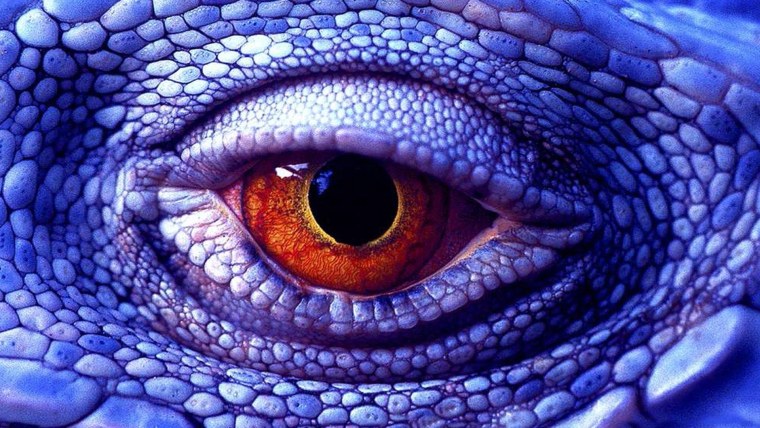 Глаз рептилии