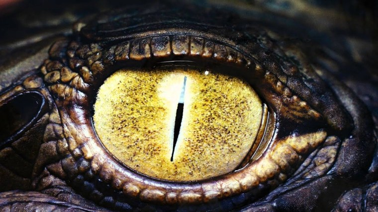 Зрачок геккона