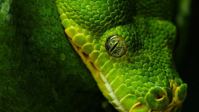 Глаз дракона фото