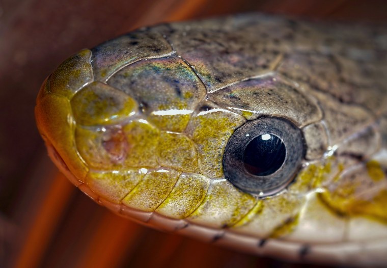 Глаз рептилии