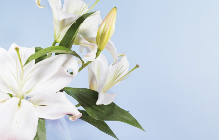 Белые лилии на голубом фоне