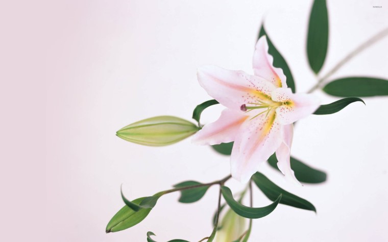 Лилия Лотус Пьюр