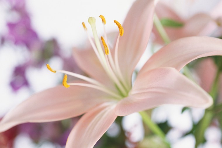 Нежные лилии