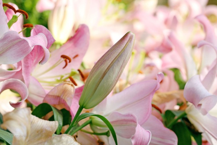 Бутон лилии