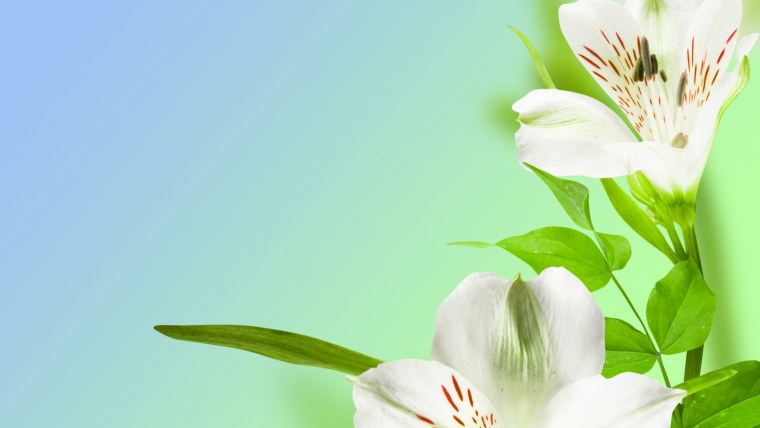 Фон с лилиями для презентации