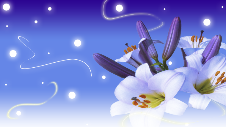 Фон для рабочего стола лилии