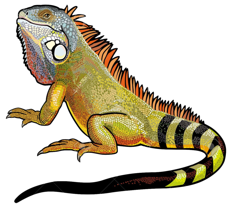 Iguana Iguana Art