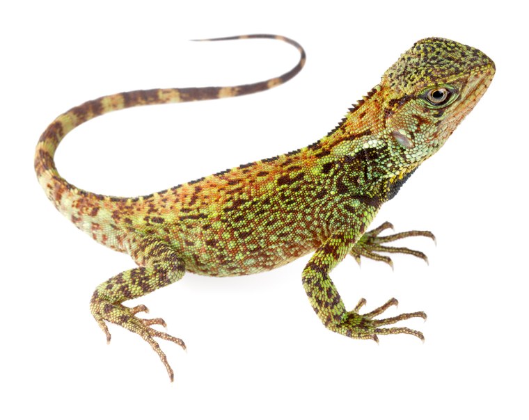 Дикая игуана