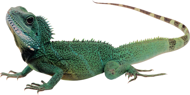 Игуана на белом фоне