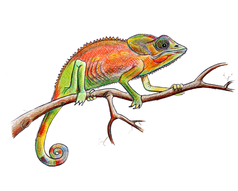 Рептилии игуана pngwing