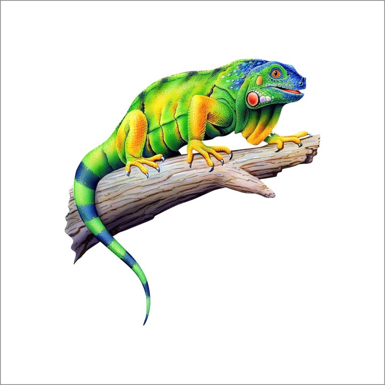 Игуана на белом фоне