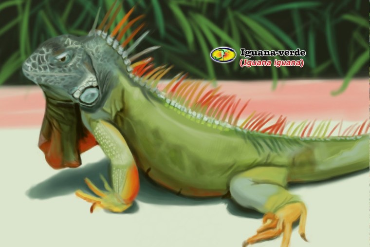 Игуана вектор