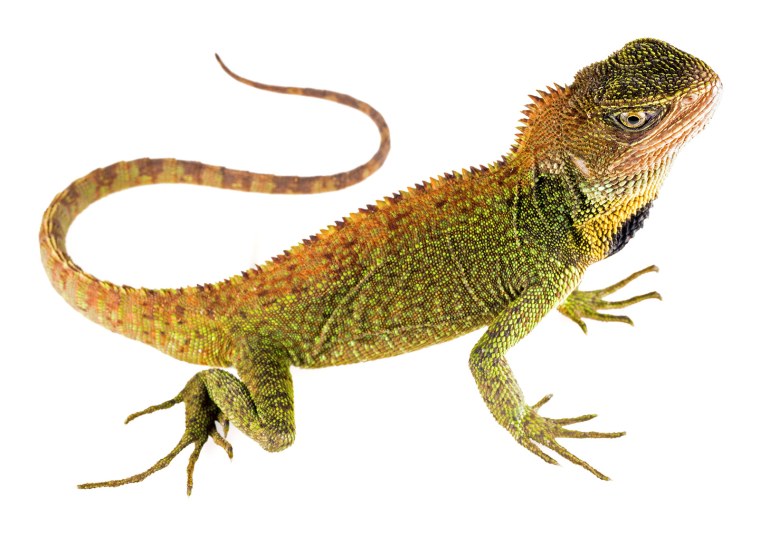 Игуана клипарт