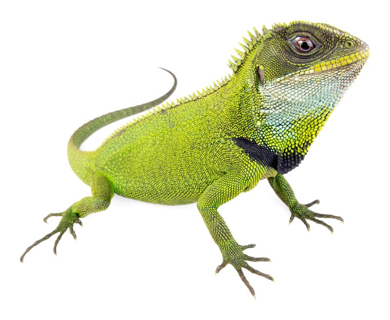 Моллюск игуана