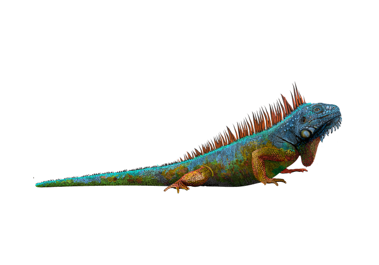 Ящерица мультяшная на белом фоне