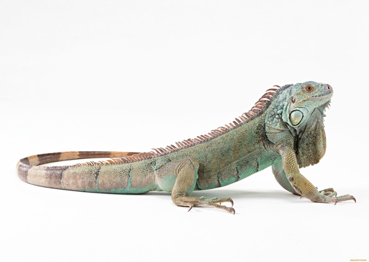 Ящерица на белом фоне