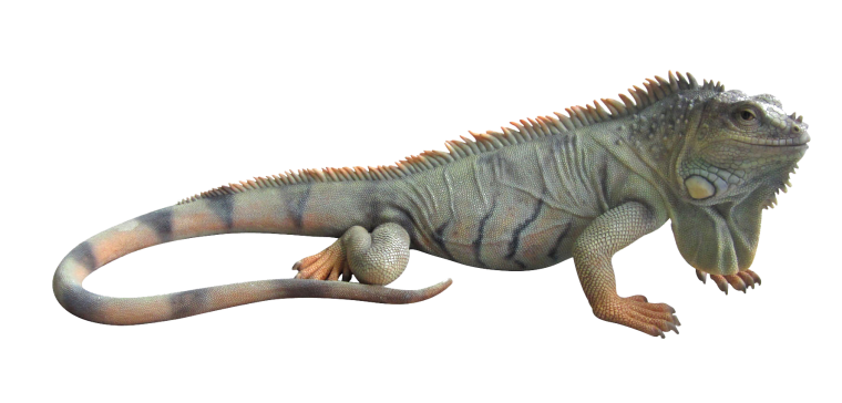 Игуана на белом фоне