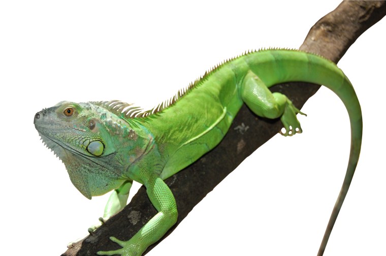 Зеленая игуана сбоку
