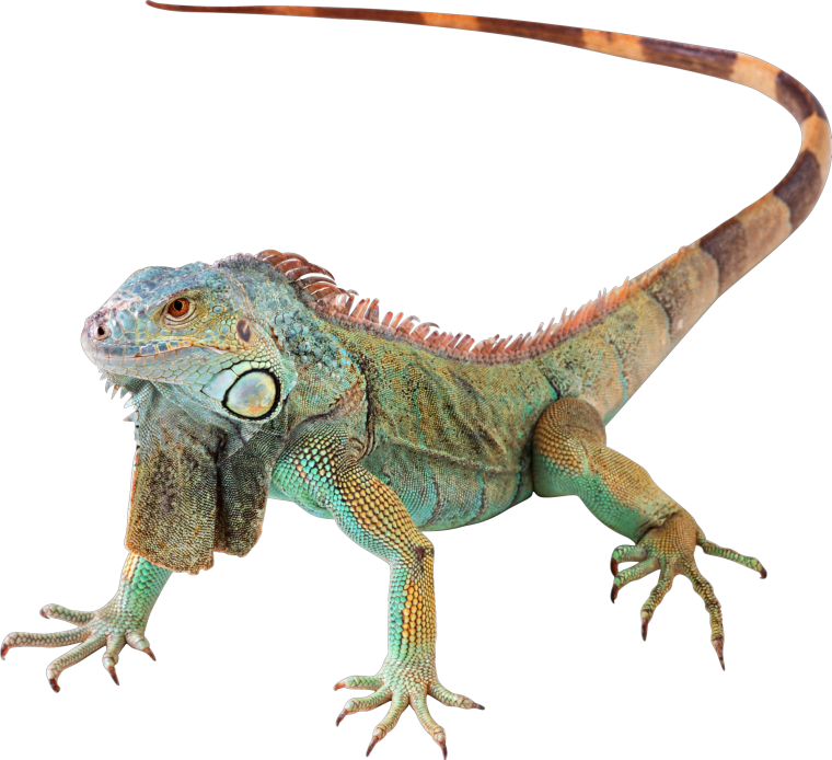 Игуана мультик