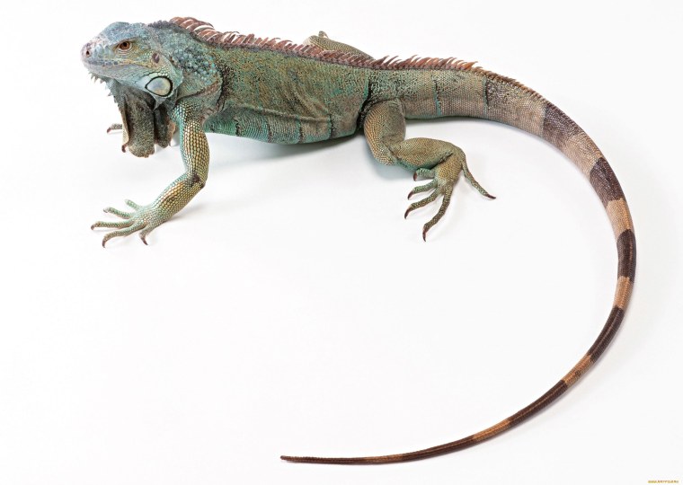 Лепка игуана