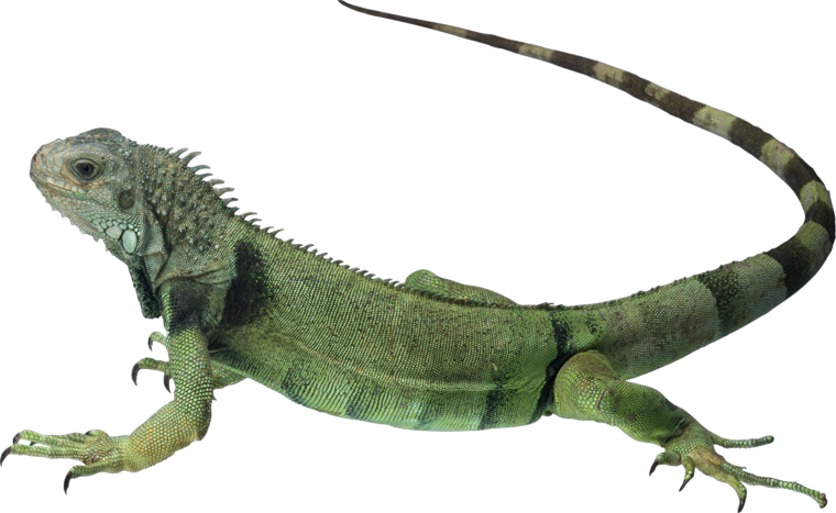 Игуана референс