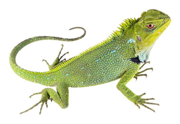 Ящерица на прозрачном фоне