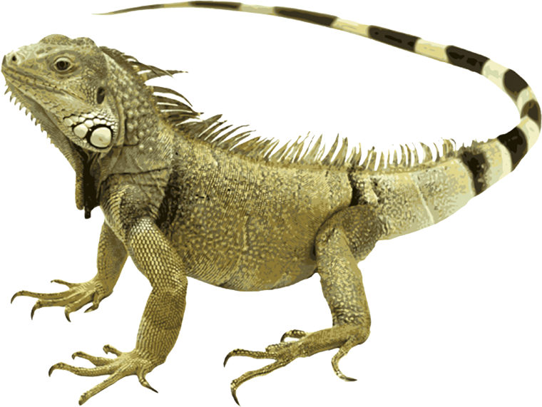 Игуана на прозрачном фоне