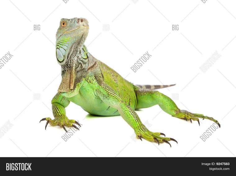 Игуана мультяшная