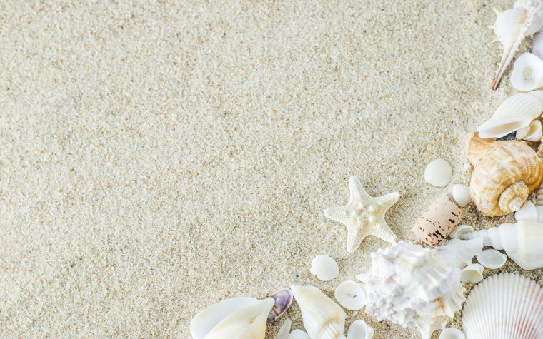Ракушки на белом песке