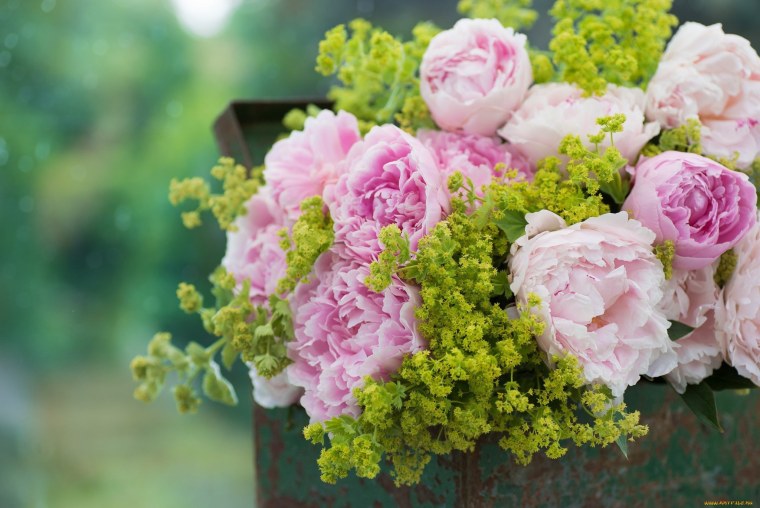 Цветы пионы букет