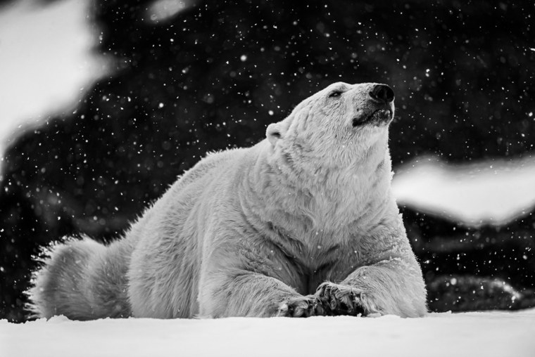 Силуэт медведя в лесу