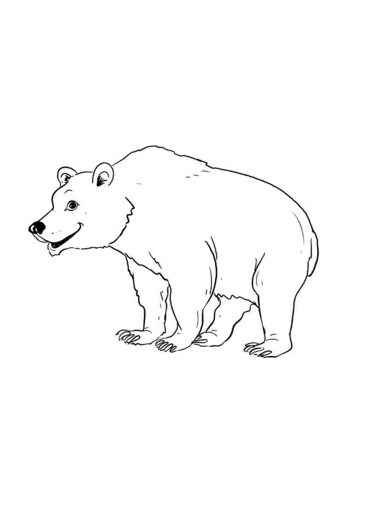 Медведь Гризли чб