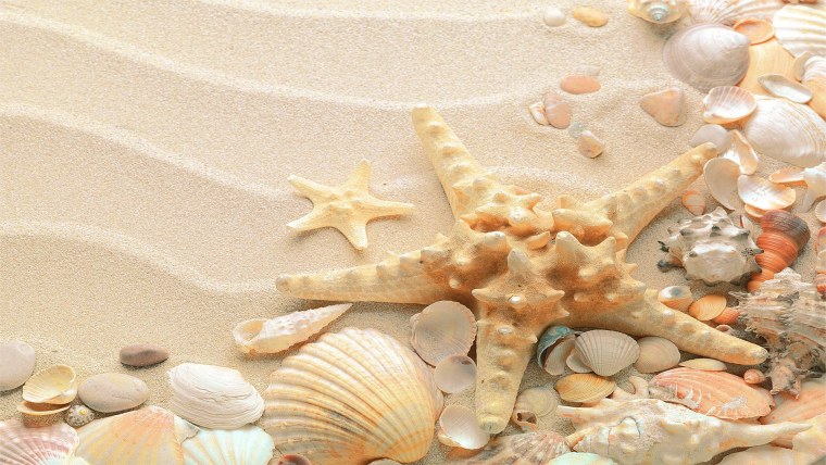 Фон ракушки
